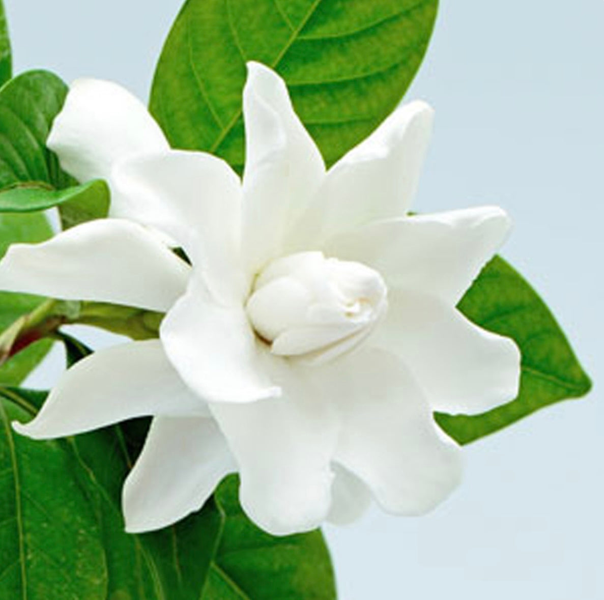 White Gardenia 3 wick candle 10oz